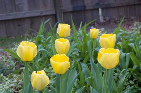 andy anderson flowers in focus image