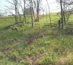 EX26%20Bustrip%20sheep.jpg
