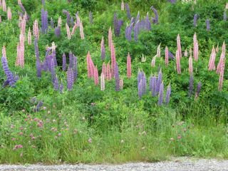 IMG_0555.jpg