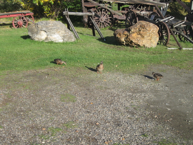 birds