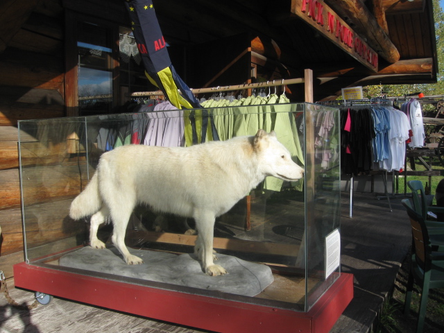 dog