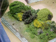 More trees and shrubs.