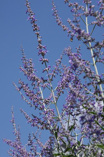 Lavender_goes_well_with_sky.JPG
