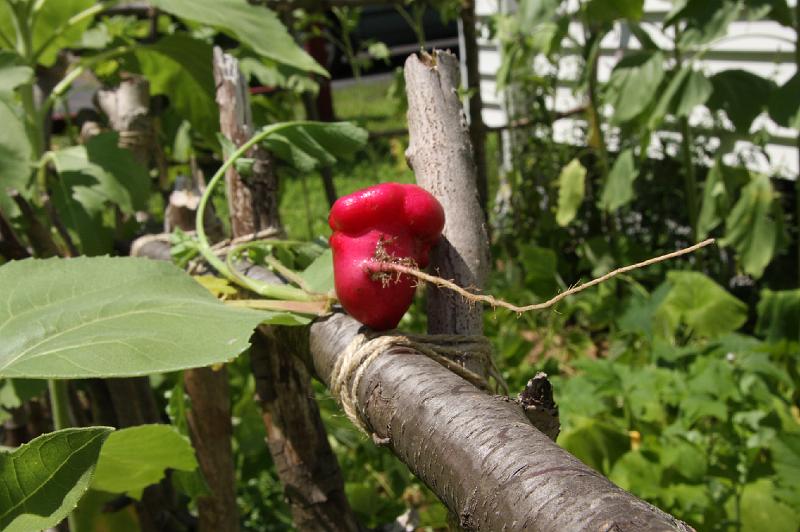 Many_radish_make_bumpy_radish.JPG