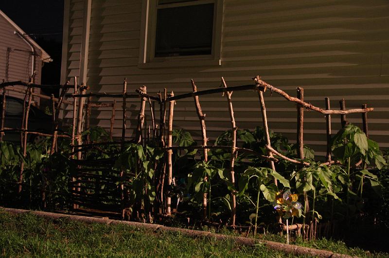 Sunflowers_sleep_at_night.JPG