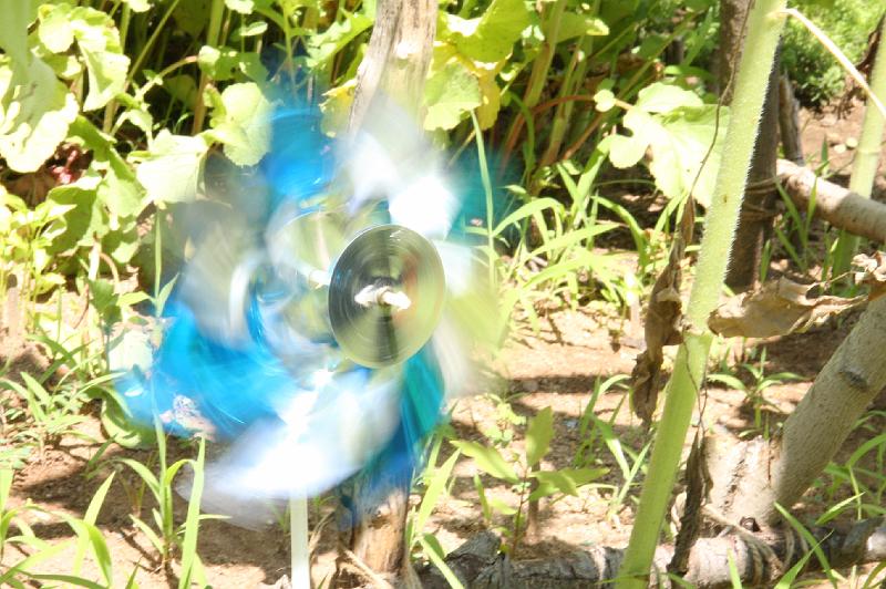 Wind_animates_pinwheels.JPG